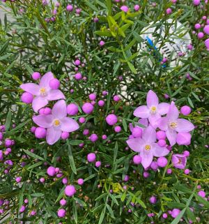 ボロニア ピナータ 3寸ポット植え | 日本花卉ガーデンセンター(本店)
