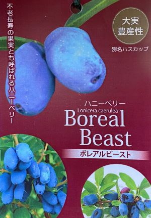 ハスカップ ボレアルビースト （ボレアルシリーズ） ：果樹苗 ハニー