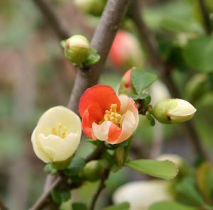 クサボケ 奥多摩錦 咲き分け 草木瓜 苗 苗木 | 日本花卉ガーデン