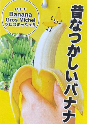 バナナ・グロスミッシェル ：熱帯果樹苗 苗 苗木 | 日本花卉ガーデン