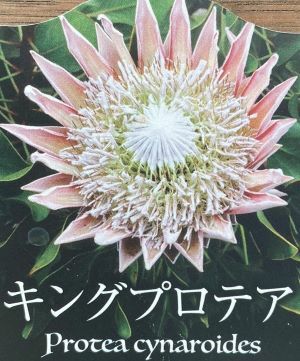 キング・プロテア（プロテア・キナロイデス） 3寸ポット苗 苗木