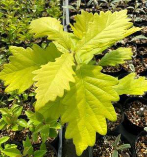 黄金柏の木　コガネフジ