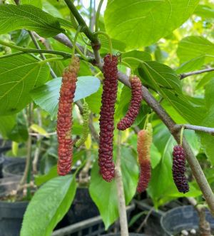 長実の桑 6寸鉢植え ：果樹苗 長実桑 | 日本花卉ガーデンセンター(本店)
