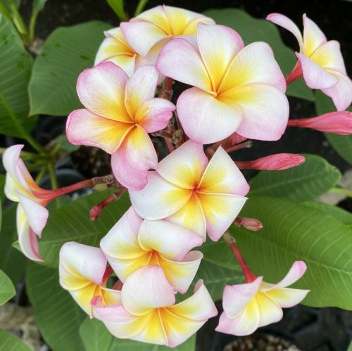 プルメリア サンバリーナ 幹太 大株 苗木 8号 花芽付き】 プルメリア（サンバリーナ）5号鉢＊同梱不可商品です