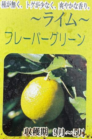 フレーバーグリーン苗木 000000031649-01.jpg?size=m&w=