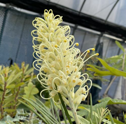 グレビレア ムーンライト 6寸鉢植え | 日本花卉ガーデンセンター(本店)