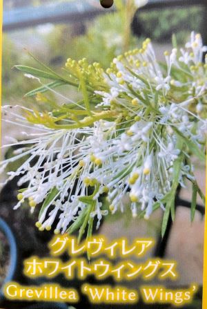 グレビレア ホワイトウィングス 6寸鉢植え 大株！ | 日本花卉ガーデン