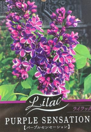ライラック （パープルセンセーション） 苗 苗木 庭木 | 日本花卉