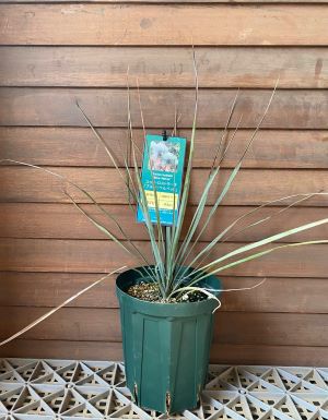 ユッカ ロストラータ ブルーベルベット （5寸鉢植え） | 日本花卉