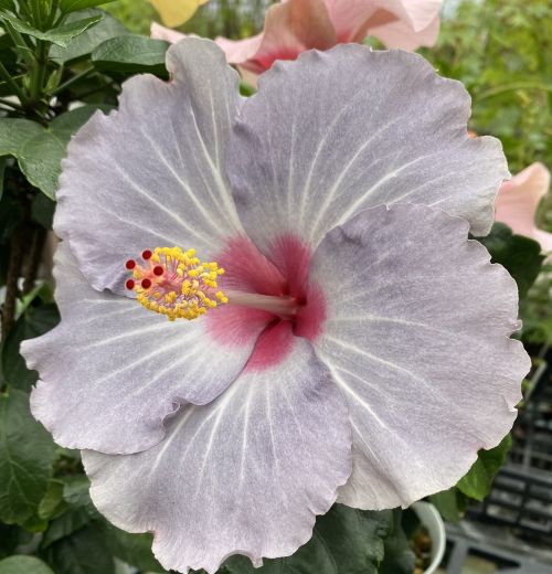 ハイビスカス ケイト （NEWロングライフ・シリーズ） 5寸鉢植え | 日本