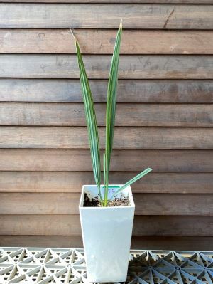サバルウレサナ （シルバーのサバルヤシ） 5寸スクエア鉢植え | 日本