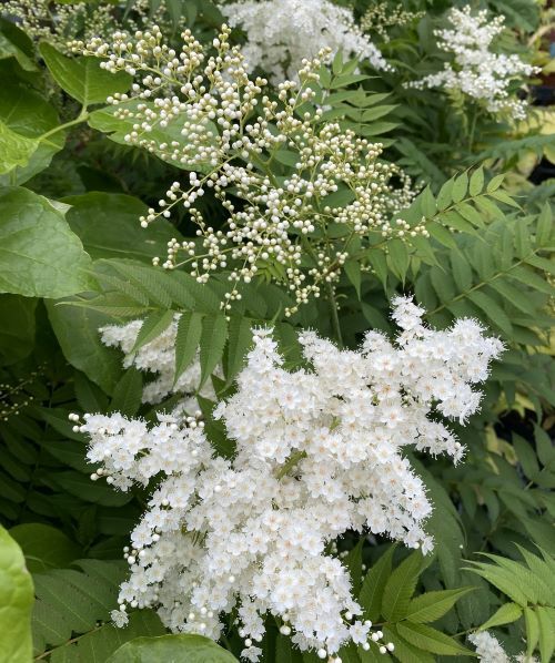 チンシバイ　庭ナナカマド 超大苗 ニワナナカマド（珍至梅） チンシバイ 6寸鉢植え | 日本花卉ガーデン