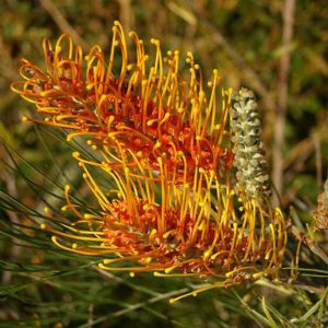 グレビレア ハニージェム 5寸鉢植え | 日本花卉ガーデンセンター(本店)