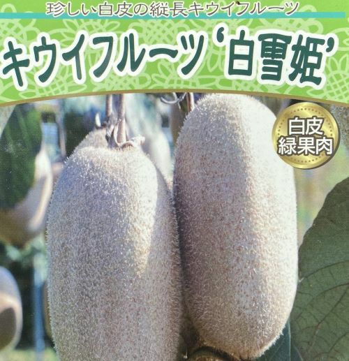 キウイフルーツ：白雪姫 （メス木）：果樹苗 白皮キウイ（緑果肉