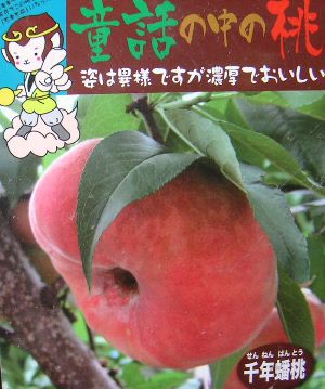 千年蟠桃 センネンバントウ（桃）：果樹苗 桃の苗木 | 日本花卉