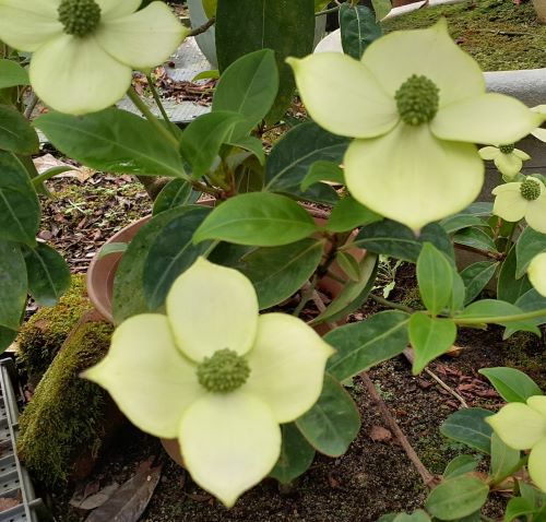 雲南常緑黄花山ボウシ （抱え咲き） 4寸ポット植え トキワヤマボウシ
