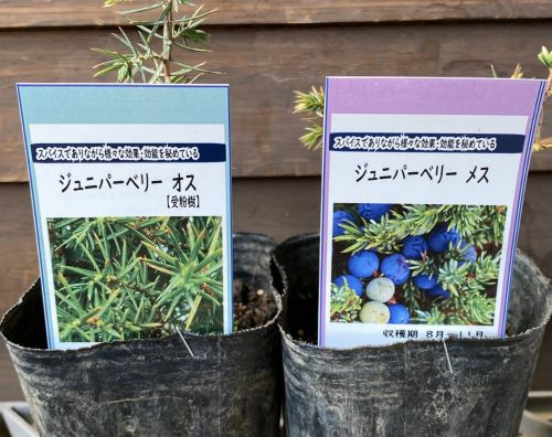 ジュニパーベリー 雄雌株セット 3寸ポット×2 ：果樹苗 ＊雌雄各1株