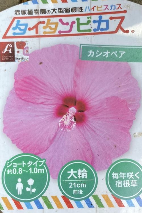 タイタンビカス カシオペア ポット植え 苗 苗木 | 日本花卉ガーデン