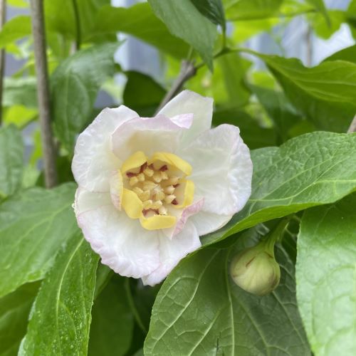 大株！ ナツロウバイ（夏蝋梅） 夏ロウバイ 6寸鉢植え | 日本花卉