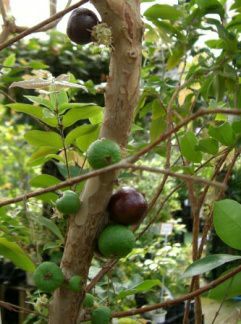 ジャボチカバ（3寸ポット植え）：熱帯果樹苗 大葉系ジャボチカバ