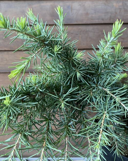 ヒマラヤスギ フィーリングブルー （ヒマラヤシーダー） | 日本花卉