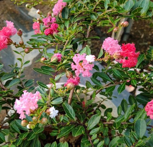 サルスベリ 矮性百日紅 咲き分け （ワイセイサルスベリ） | 日本花卉