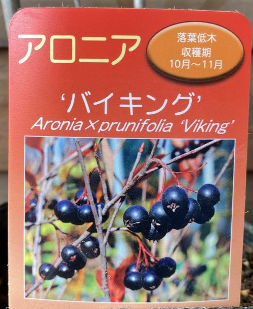 アロニア バイキング チョコレートベリー（チョコベリー）：果樹苗