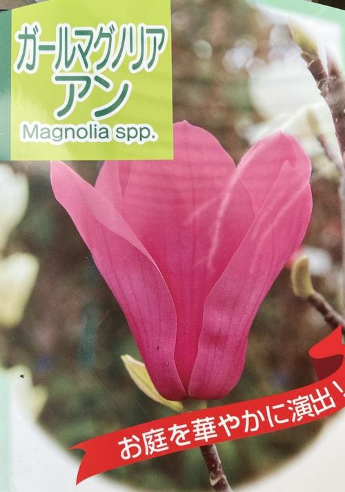 ガールマグノリア アン 6寸鉢植え 紅花モクレン | 日本花卉ガーデン