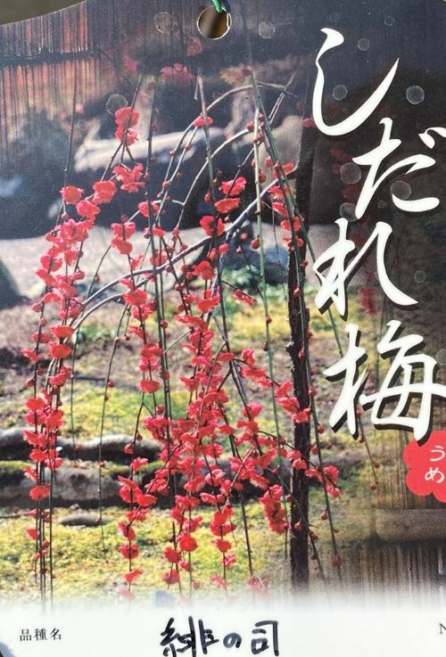 緋の司しだれ梅：ヒノツカサシダレウメ（花梅） 枝垂れ梅 5寸鉢植え