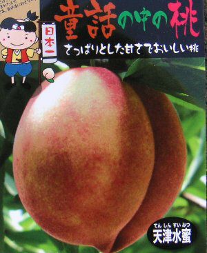 天津水蜜桃 （桃）：果樹苗 桃の苗木 苗 テンシンスイミツモモ | 日本