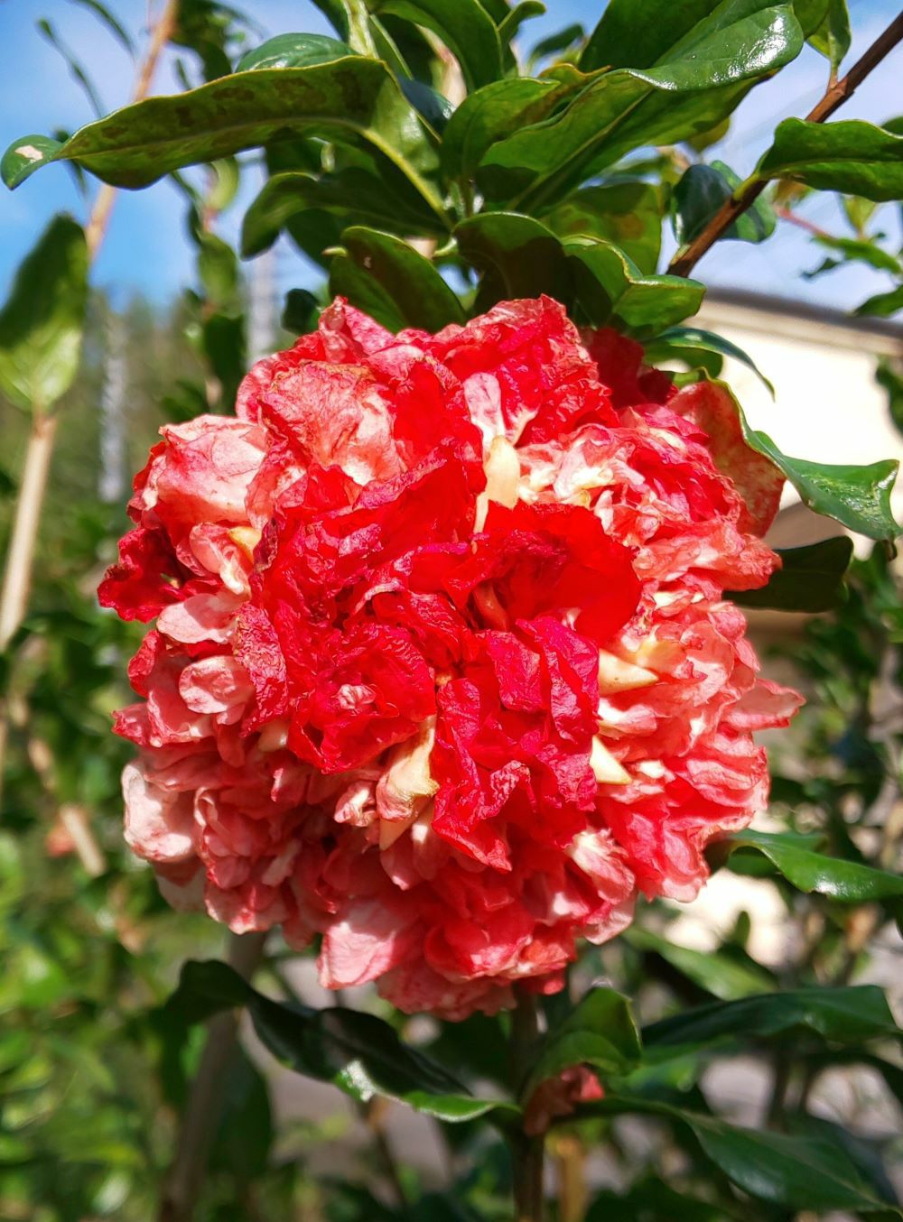 ザクロ 烽華 ：花ざくろ | 日本花卉ガーデンセンター(本店)