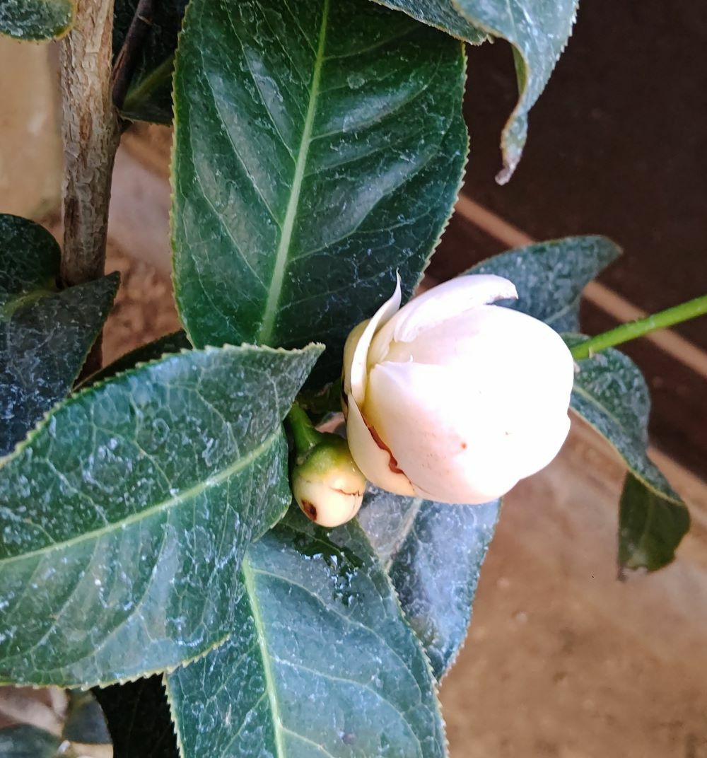 大株！ ベトナムの椿 ハイドゥン 白花 ：椿（ツバキ） 6寸鉢植え ＊蕾