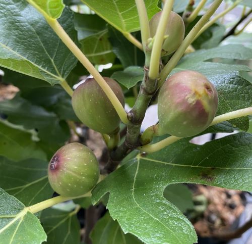 リトルミスフィギー