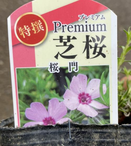 プレミアム芝桜 （桜門） 2ポットセット （9センチポット苗） | 日本