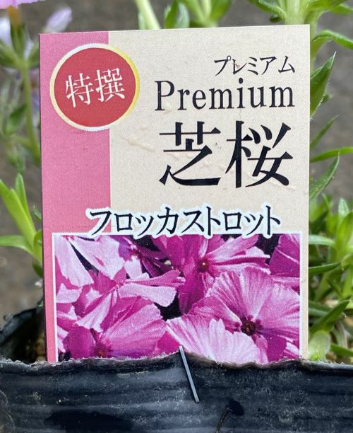 プレミアム芝桜 （フロッカストロット） 2ポットセット （9センチ