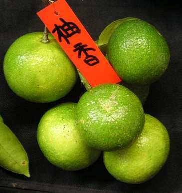 柚香 ゆこう ：果樹苗 柑橘苗 苗木 接木 苗 みかん ゆず | 日本花卉
