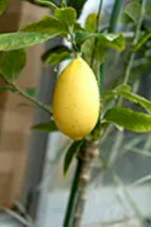 香水レモン（パキスタンレモン）：果樹苗 柑橘苗 苗木 接木 苗 みかん