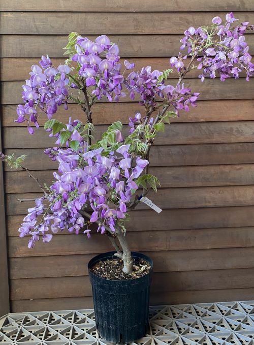 花藤 紫色 ハナフジ 6寸鉢植え はなふじ 苗 苗木 | 日本花卉ガーデン
