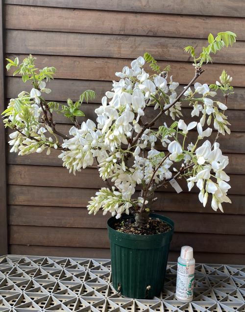 花藤 白色 ハナフジ 6寸鉢植え はなふじ 苗 苗木 | 日本花卉ガーデン