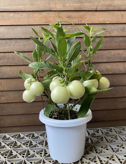 実付き】ペピーノ 6寸鉢植え 野菜 苗 珍しい ぺぴーの | 日本花卉
