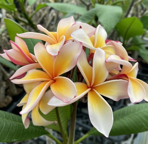 プルメリア(モハーヴェ) 5号鉢 *花終わり | 日本花卉ガーデン プルメリア(モハーヴェ) 5号鉢 *花終わり | 日本花卉ガーデン