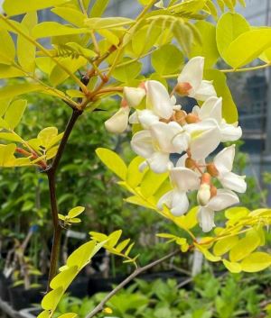 黄金葉ニセアカシア フリーシア 6寸鉢植え 接木 | 日本花卉ガーデン