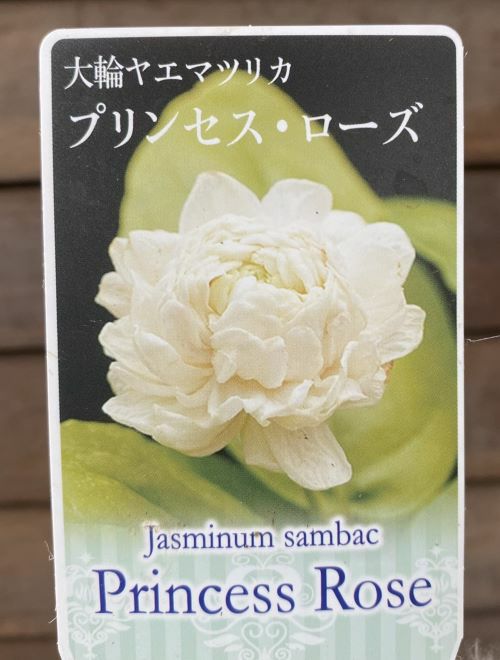 ジャスミン 大輪八重咲きマツリカ プリンセスローズ （4寸鉢植え