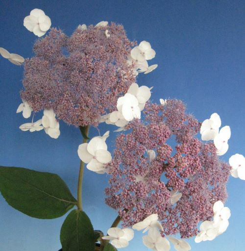 紫陽花 アスペラ 紅旗 （半常緑アジサイ）：紫陽花 | 日本花卉ガーデン