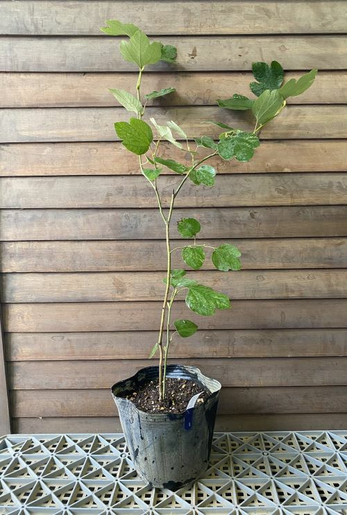 ダンコウバイ（檀香梅） 大株 5寸ポット植え 苗 苗木 | 日本花卉