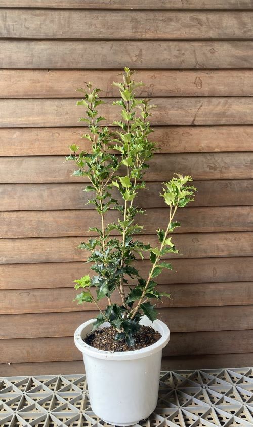 6寸鉢植え】 オニヒイラギ（鬼柊） 樹高40～60センチ程度 | 日本花卉