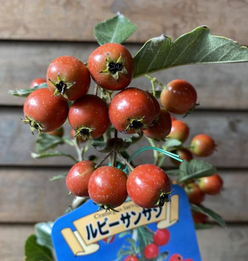 実が沢山付ています！ ルビーサンザシ：果樹苗 5寸鉢植え | 日本花卉