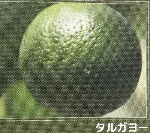 みかん苗　沖縄　タルガヨー　高さ約100cm 実がありました。２個着いてます。 沖縄柑橘 タルガヨー ：果樹苗 柑橘苗 苗木 接木 苗 みかん 沖縄