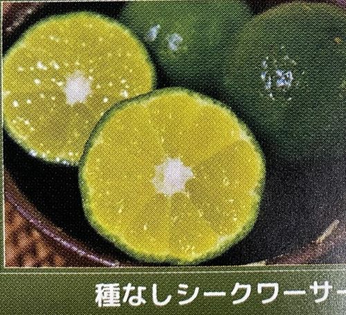 沖縄柑橘　種無しシークアーサー