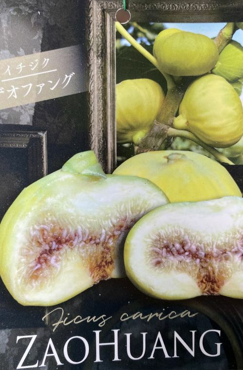 ザオファング （イチジク）：果樹苗 いちじく 無花果 苗木 | 日本花卉